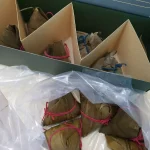 10pcs Traditional Nyonya Bak Zhang Rice Dumpling | Buy 10 Get 3 Free (Nyonya, Hokkien & Salted Egg) photo review
